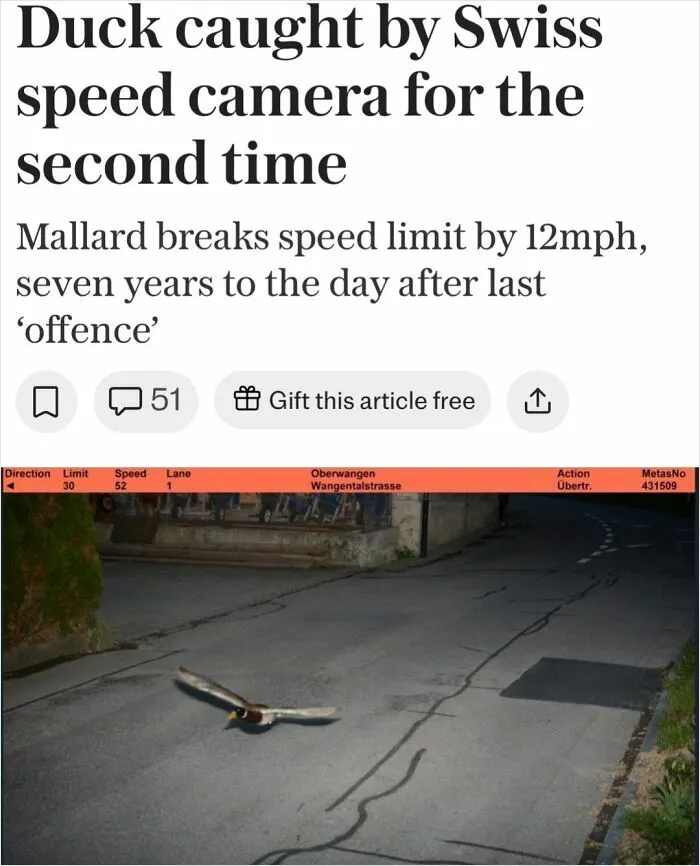 Duck Commits Second Speeding Offence