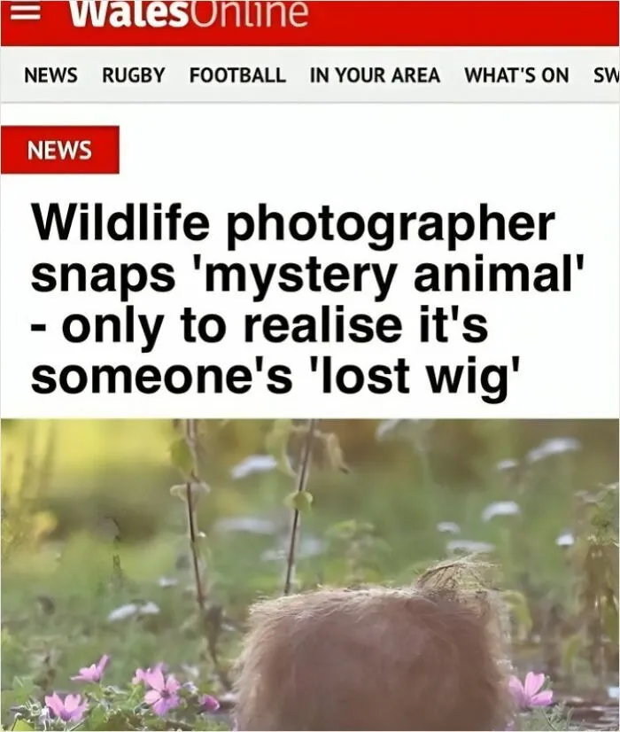 Funny Headline