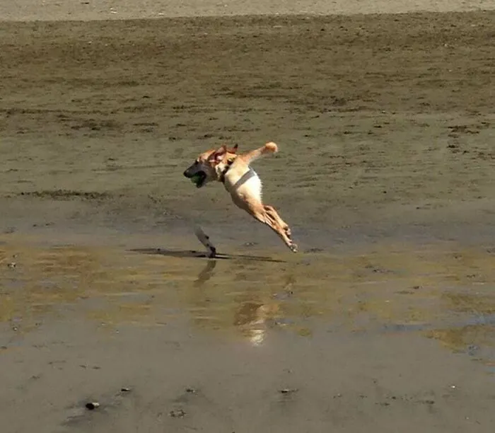 What Happens When You Take A Panoramic Photo And Your Dog Runs Into It