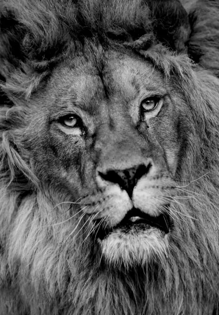 I Removed Color From My 32 Wildlife Photos To Highlight Expression And Emotion