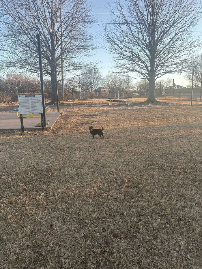 No había otros perros en el parque canino y hoy es su cumpleaños :(