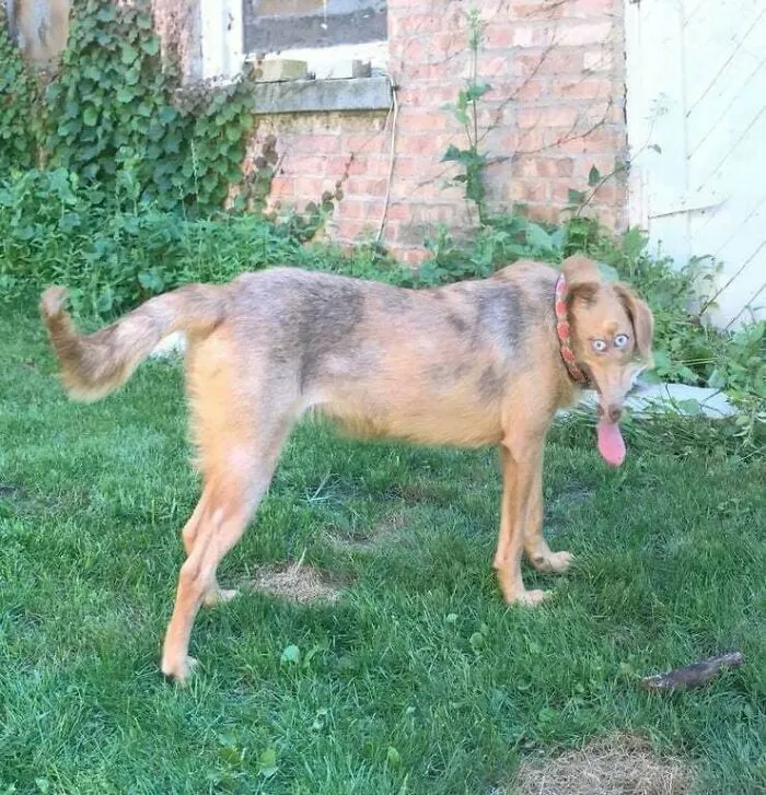 Panorama Doggo Gone Wrong