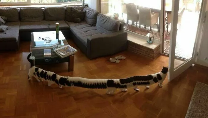 I Took A Panoramic Picture Of Our Living Room. But My Cat Decided To Walk Through