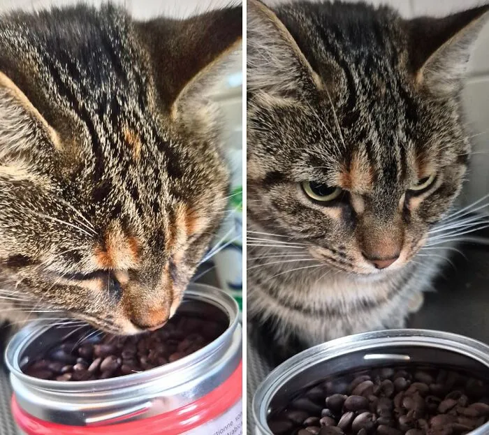 Mi gato descubre que la lata que acabo de abrir contiene granos de café, no comida para gatos.