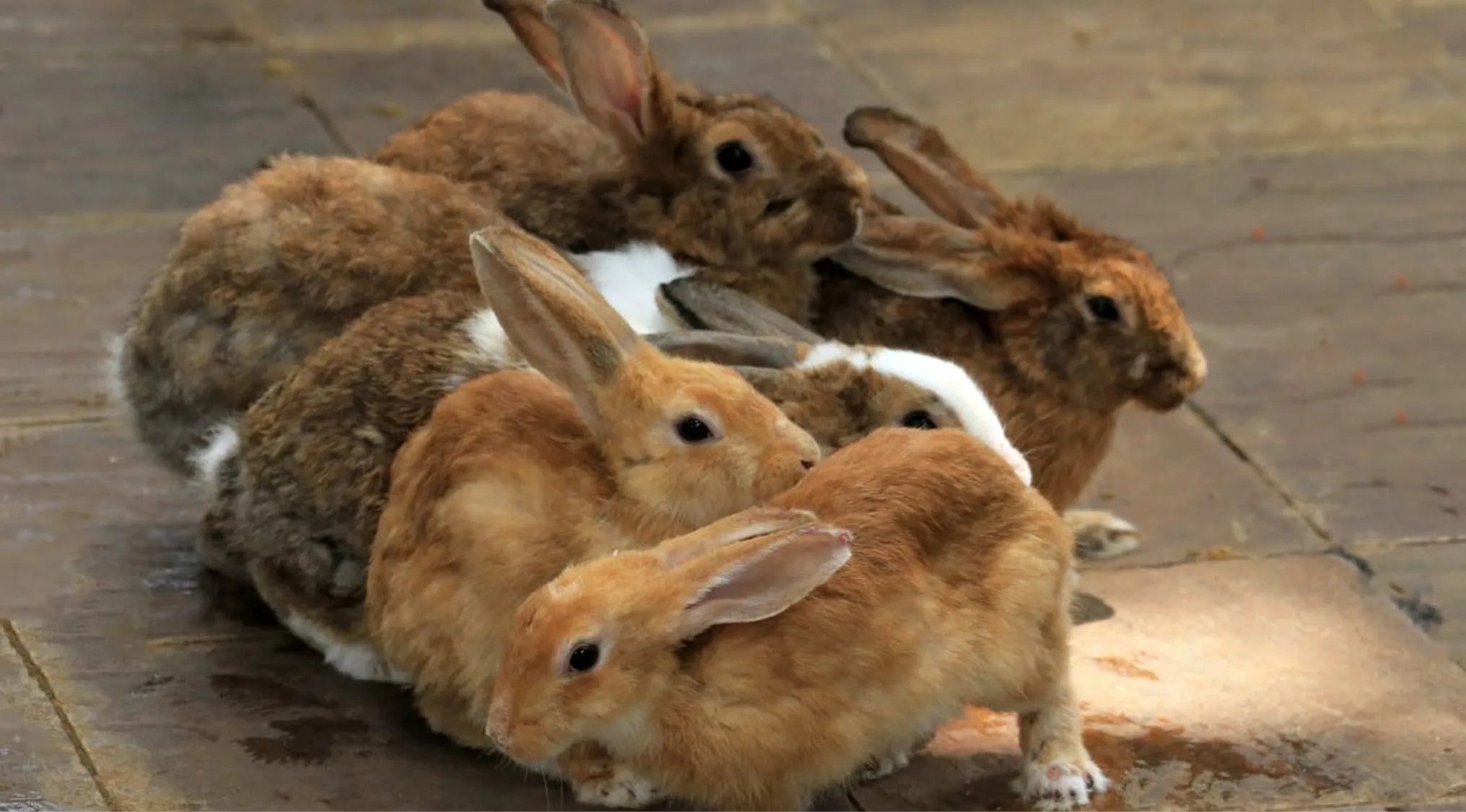A group of rabbits huddled together on a stone floor, showing varied brown and white fur patterns.