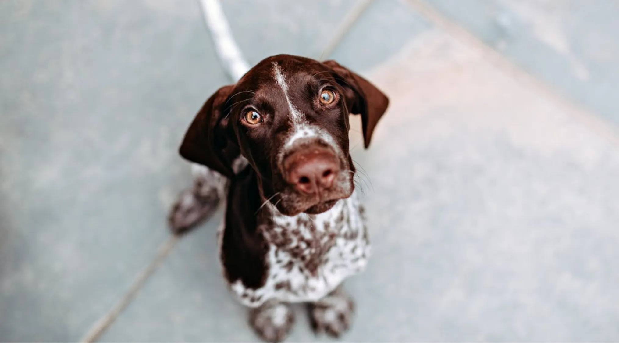 Brown and white spotted dog looking up with curious eyes on a concrete floor showing colors dogs can see.