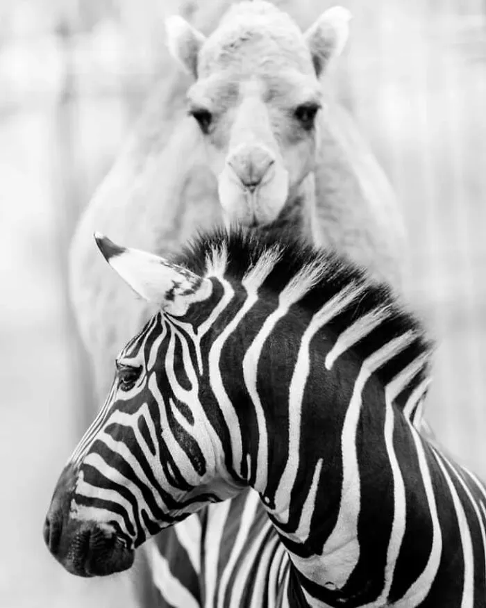 I Removed Color From My 32 Wildlife Photos To Highlight Expression And Emotion