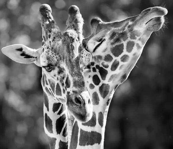 I Removed Color From My 32 Wildlife Photos To Highlight Expression And Emotion