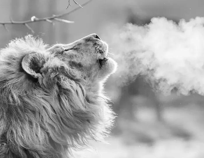 I Removed Color From My 32 Wildlife Photos To Highlight Expression And Emotion
