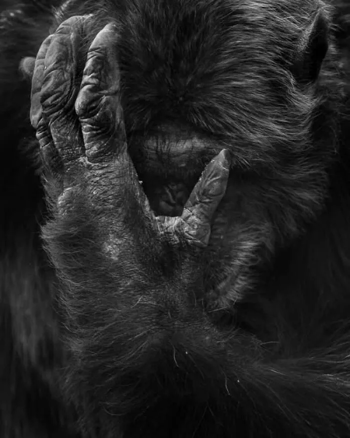 I Removed Color From My 32 Wildlife Photos To Highlight Expression And Emotion