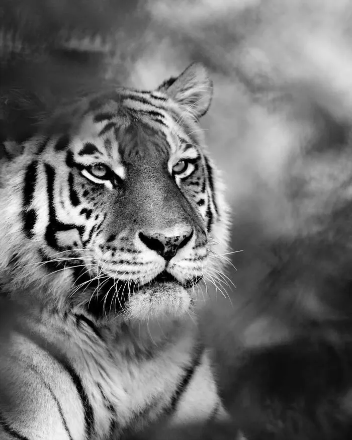 I Removed Color From My 32 Wildlife Photos To Highlight Expression And Emotion