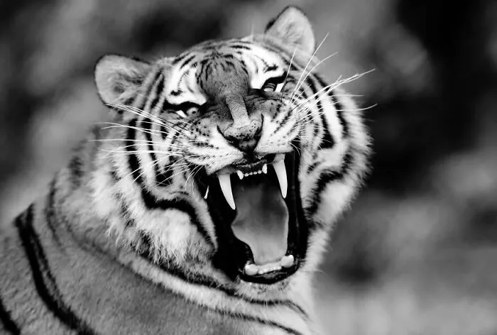 I Removed Color From My 32 Wildlife Photos To Highlight Expression And Emotion