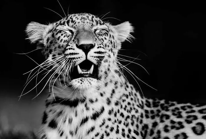 I Removed Color From My 32 Wildlife Photos To Highlight Expression And Emotion