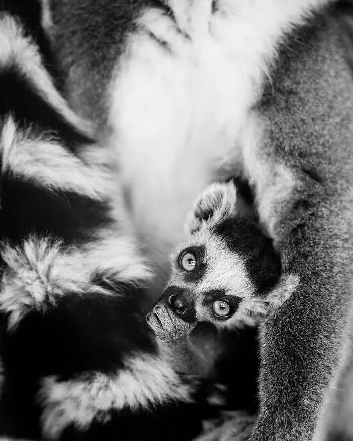 I Removed Color From My 32 Wildlife Photos To Highlight Expression And Emotion