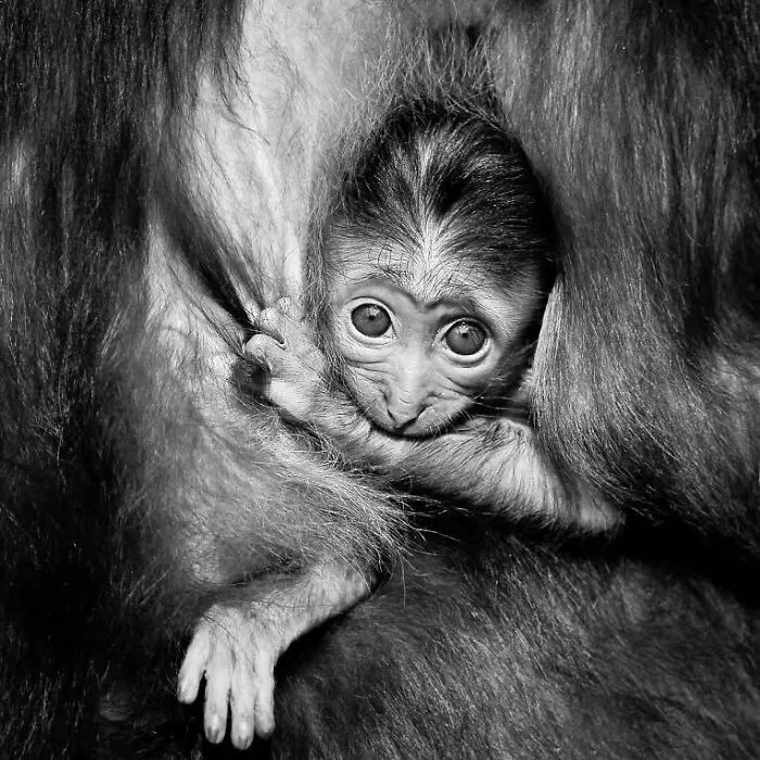 I Removed Color From My 32 Wildlife Photos To Highlight Expression And Emotion