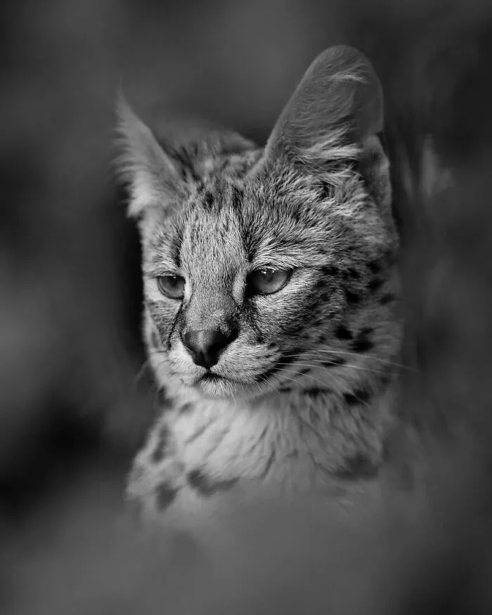 I Removed Color From My 32 Wildlife Photos To Highlight Expression And Emotion