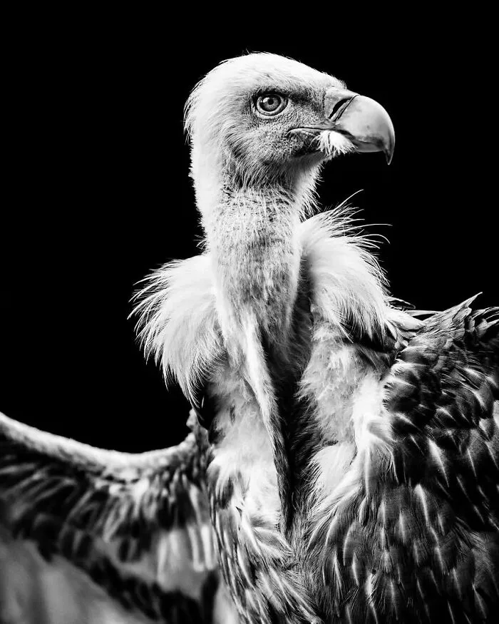I Removed Color From My 32 Wildlife Photos To Highlight Expression And Emotion