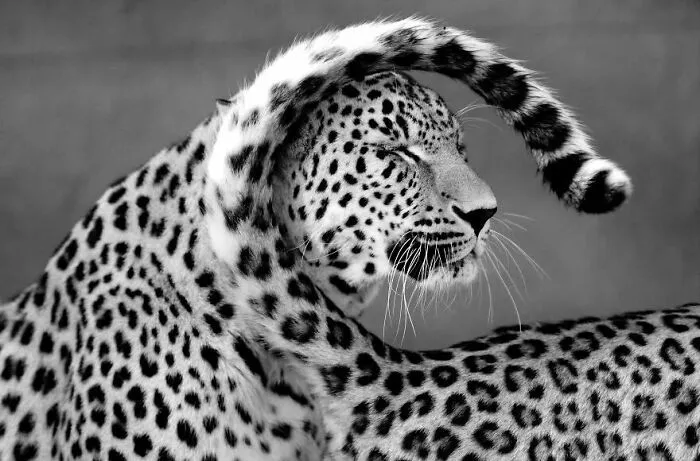 I Removed Color From My 32 Wildlife Photos To Highlight Expression And Emotion