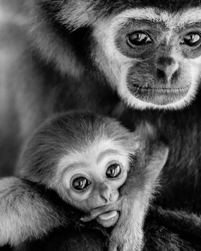 I Removed Color From My 32 Wildlife Photos To Highlight Expression And Emotion