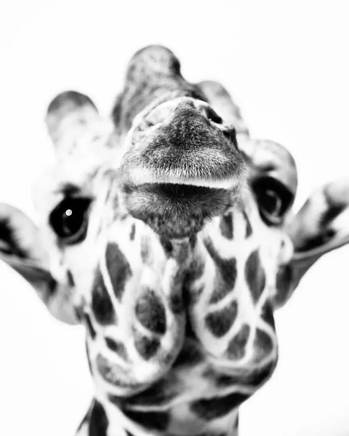 I Removed Color From My 32 Wildlife Photos To Highlight Expression And Emotion