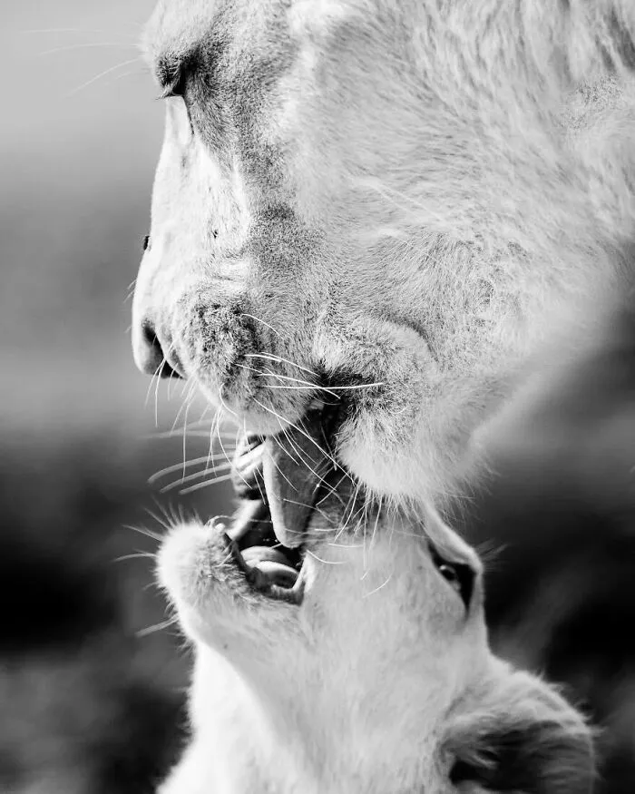 “When Color Disappears, The Soul Appears: Black-And-White Wildlife Photography”