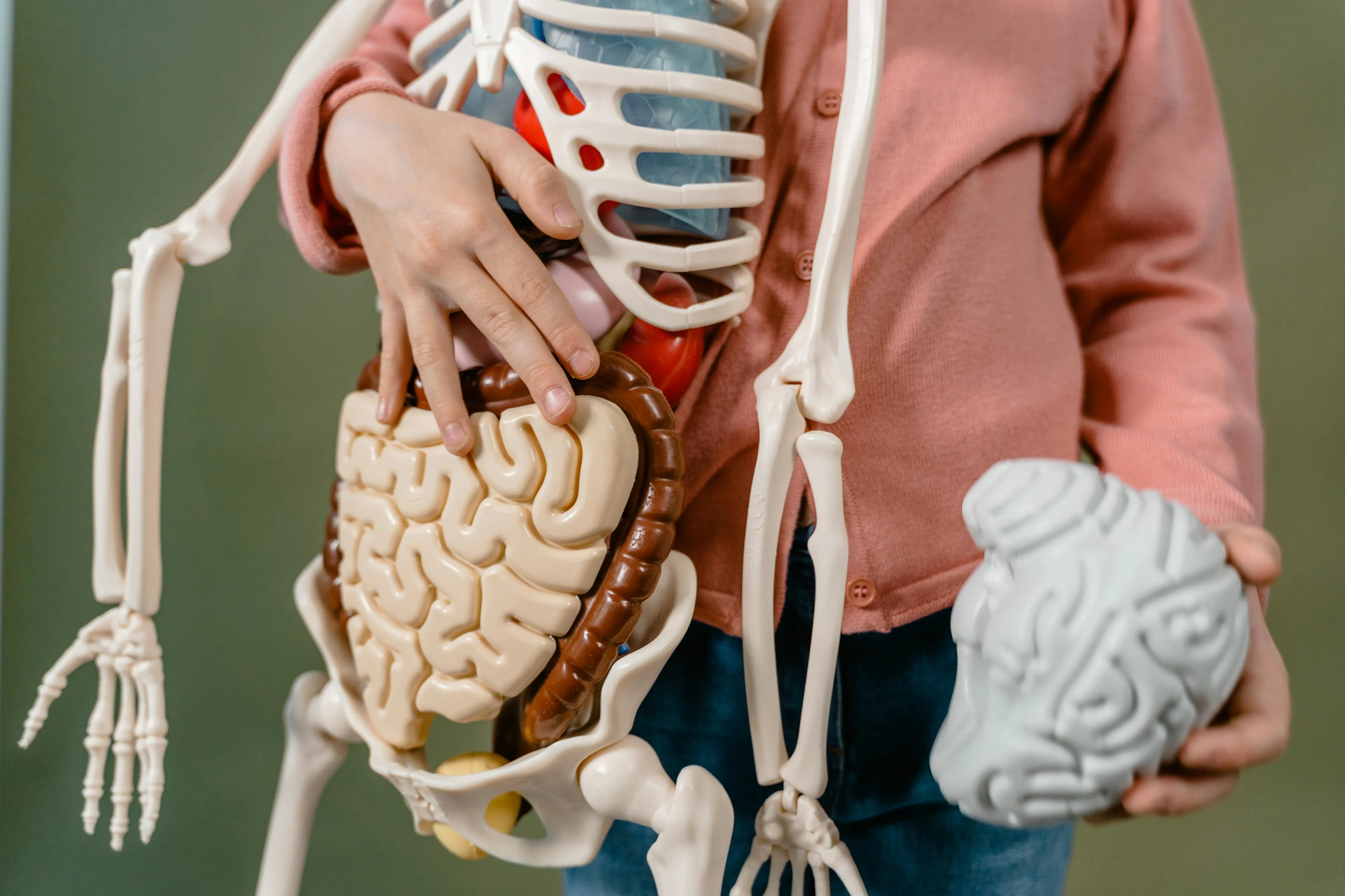 Child holding a human skeleton model and a brain model demonstrating nervous system carrying information to the brain
