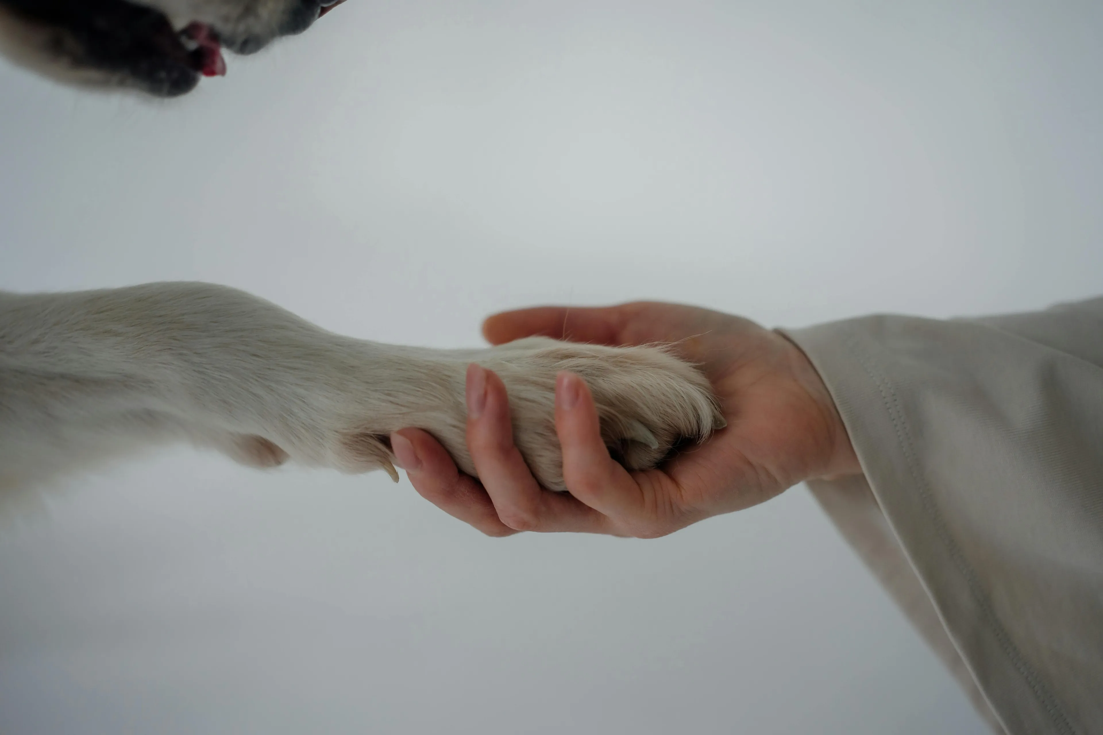 Human hand gently holding a dog paw symbolizing the level of ecological organization with different species living in the same area