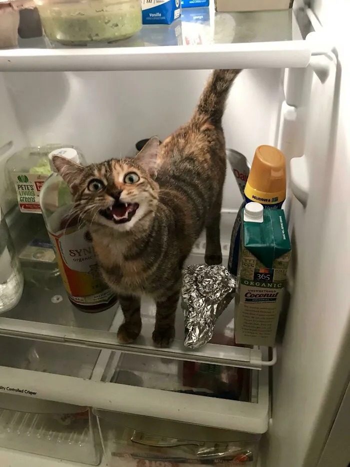 What Does My Fridge Say About Me?