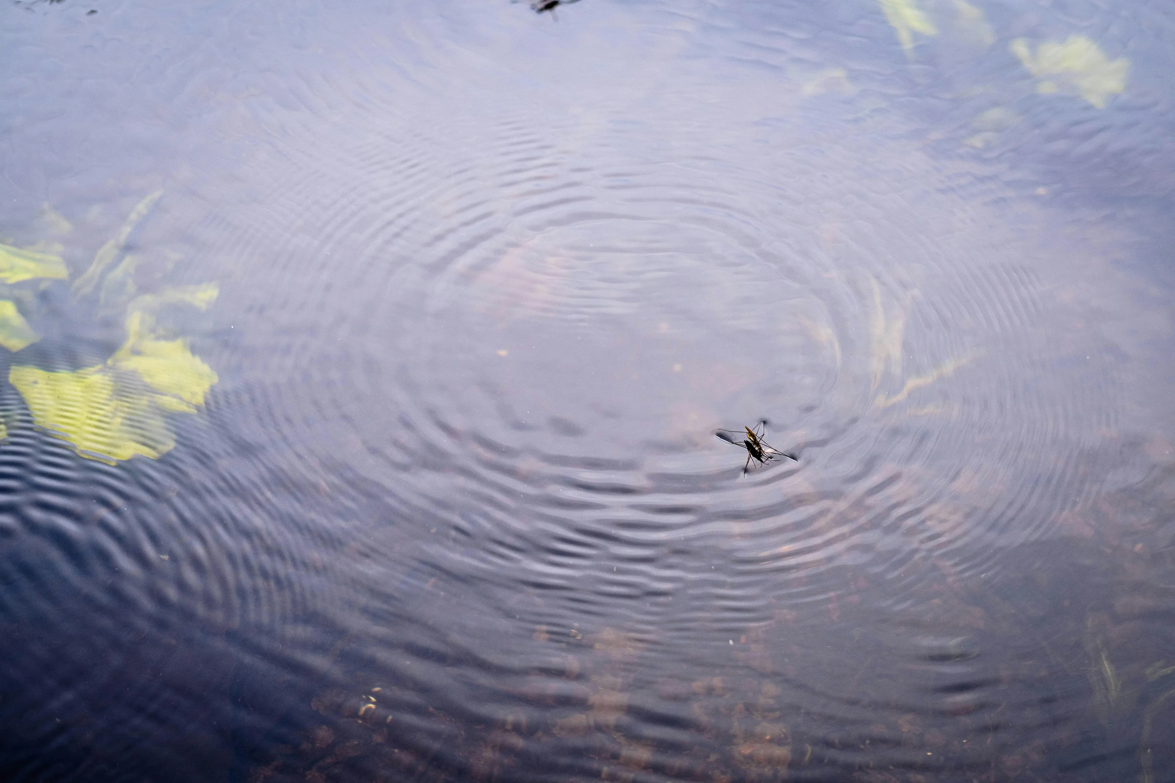 Insect like water strider walking on water surface showing surface tension property of a liquid in nature.