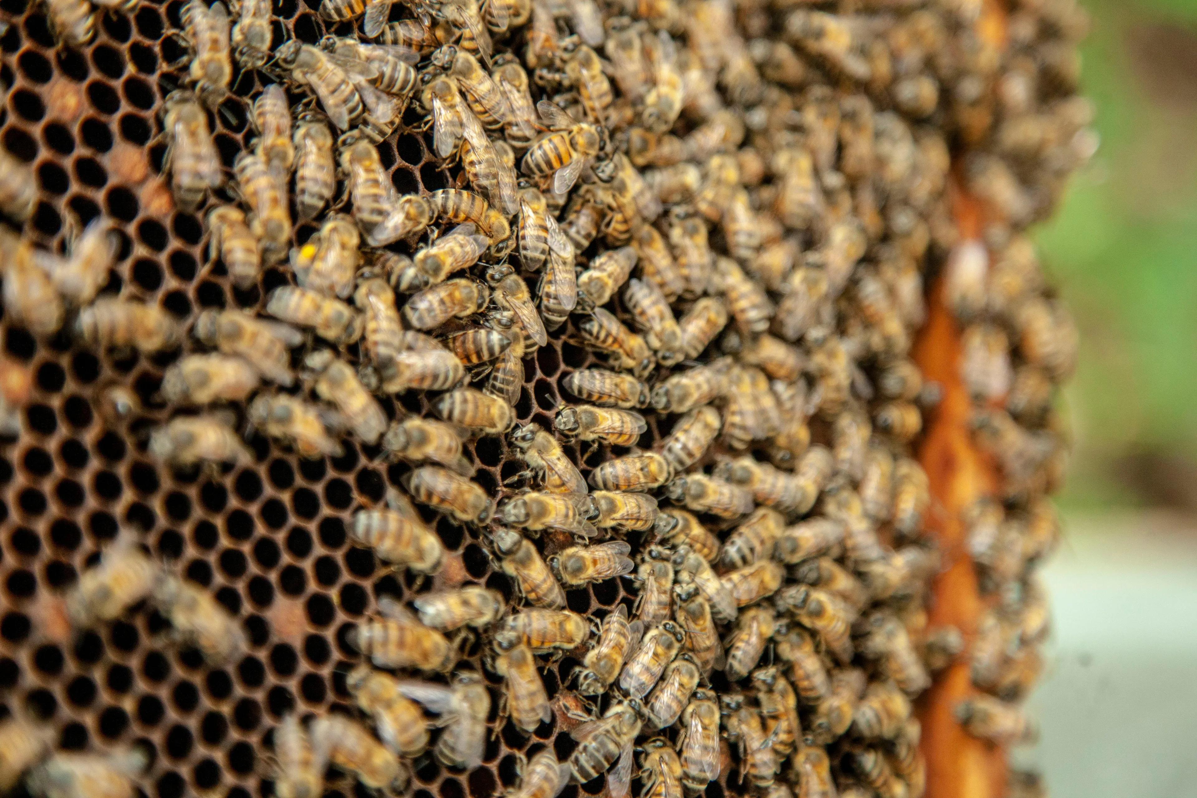A large population of insects swarming near a food source illustrating ecological interaction in biology.