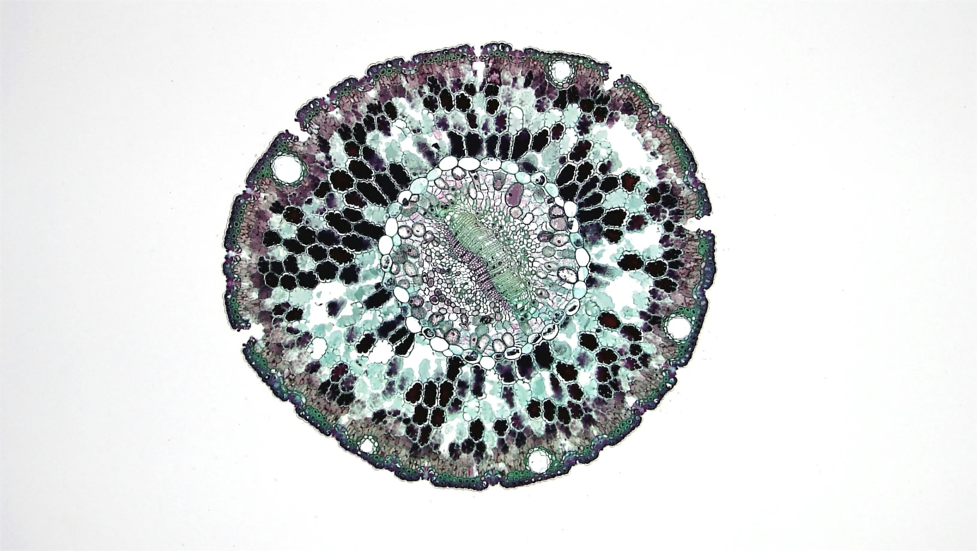 Cross-section of plant cells under a microscope illustrating water movement across a cell membrane without using energy