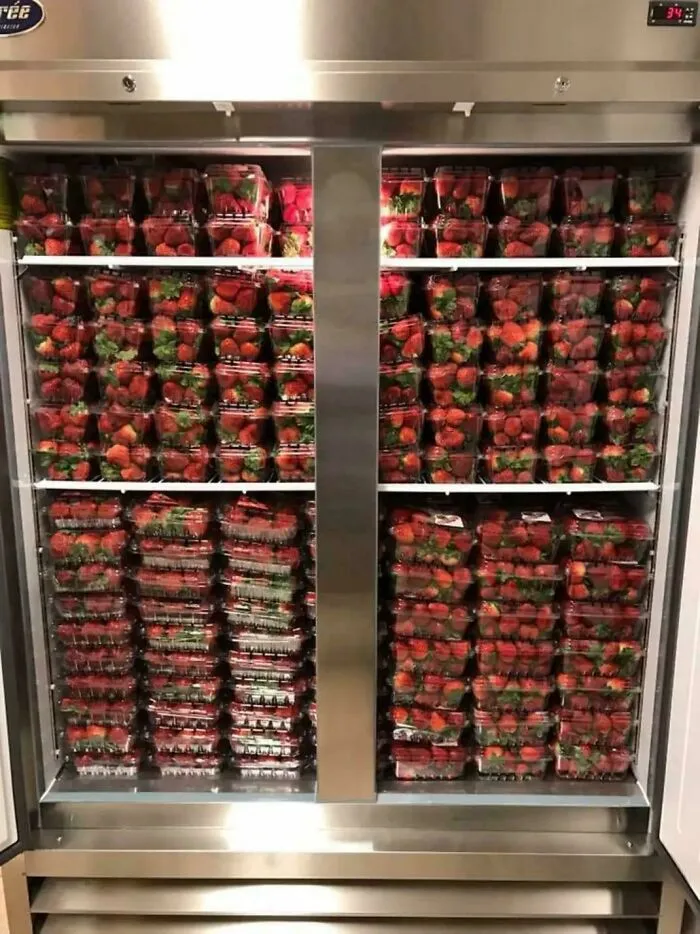Refrigerator packed with dozens of containers filled with fresh strawberries stacked on multiple shelves.
