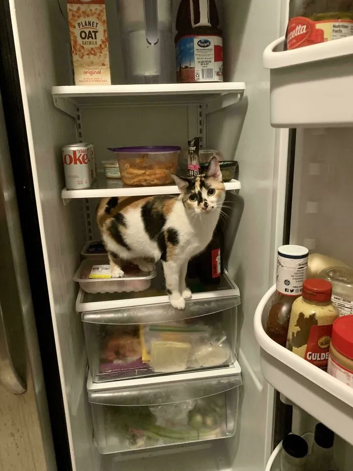 What Does My Fridge Say About Me?