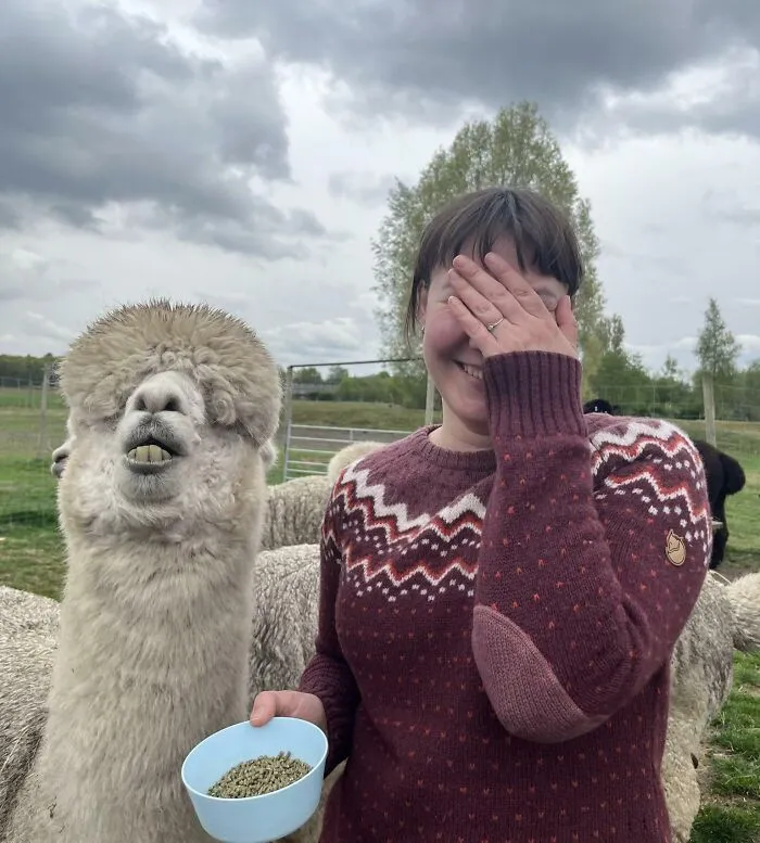 Woman laughing next to an alpaca making a silly face in a farm setting, captured in animals making silly faces photos.