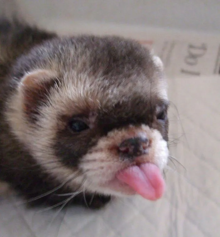 Close-up of an animal making a silly face by sticking out its tongue, one of many animals caught in funny expressions.