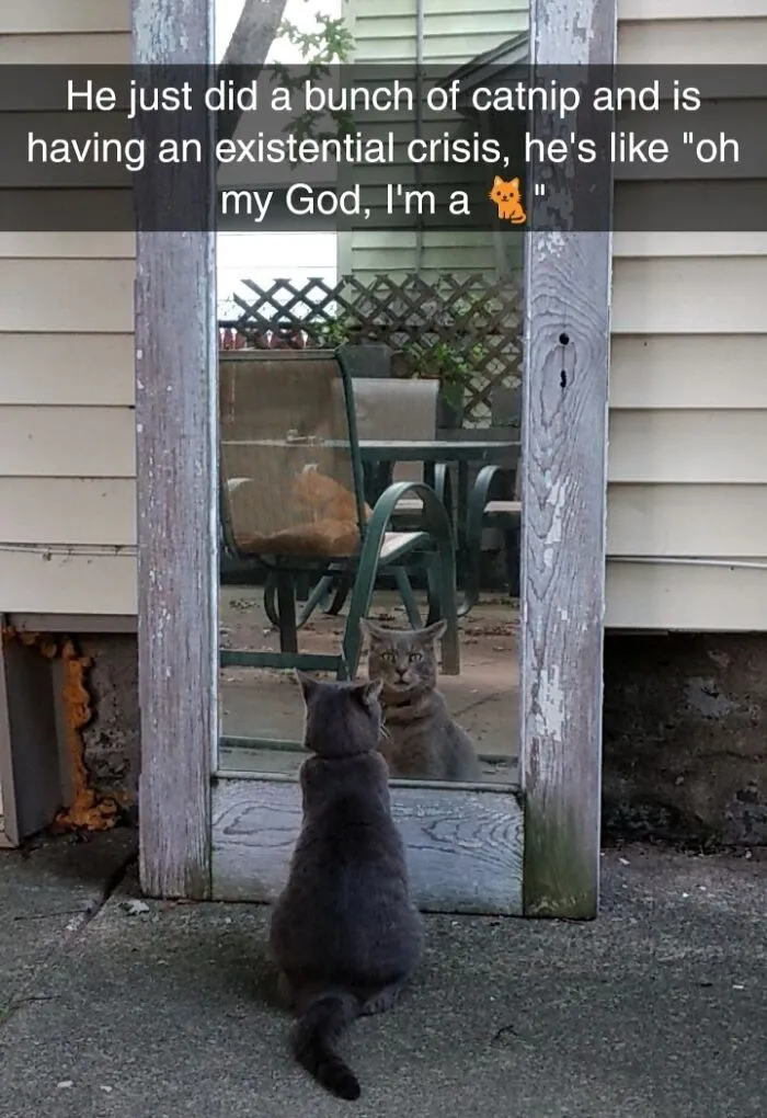 He Did A Bunch Of Catnip, Saw Himself In The Mirror And Had A Self-Realization That He Indeed, Is A Cat