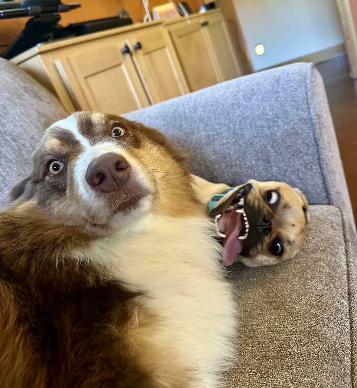 The Look My Dog Gave Me When He Was Introduced To The New Family Puppy