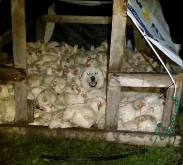 A Local Farm Where I Live Had Trouble With Their Flock All Wanting To Sleep In The Same House, Each Night They Have To Go Break Them Up