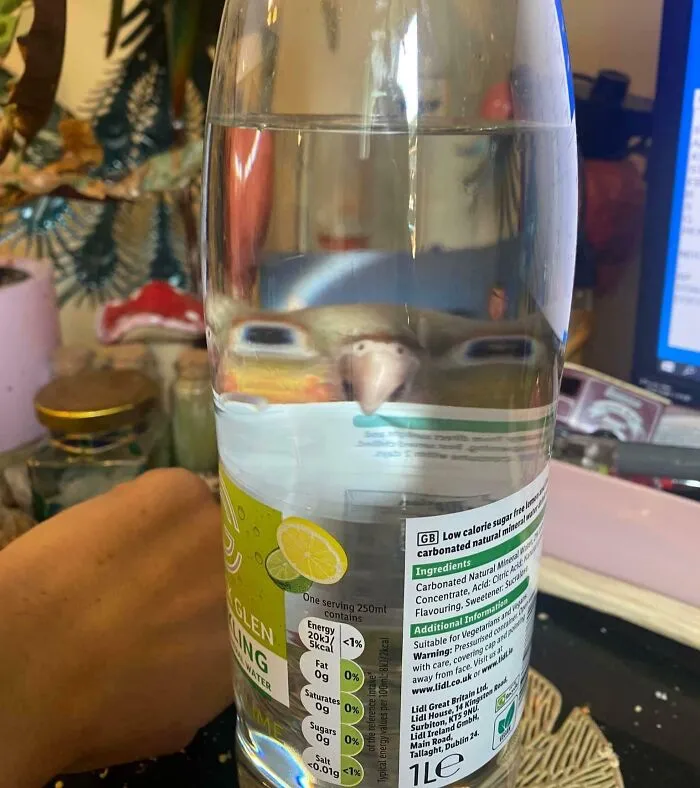 Parrot making a silly face distorted by a water bottle, capturing a funny animal moment for a quick photo.
