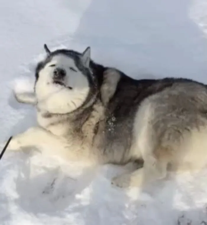 Siberian husky making a silly face while rolling in the snow, capturing animals making silly faces in candid moments