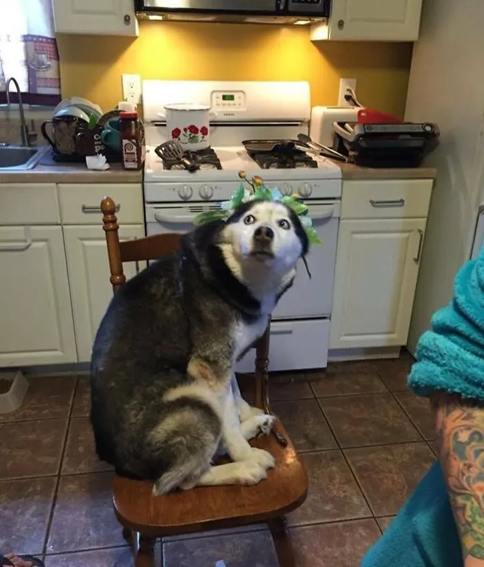 Husky dog making a silly face while sitting on a chair in a kitchen, captured in a funny animal photo.