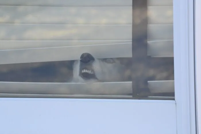 Dog making a silly face peeking through window blinds, capturing animals making silly faces in a funny moment.