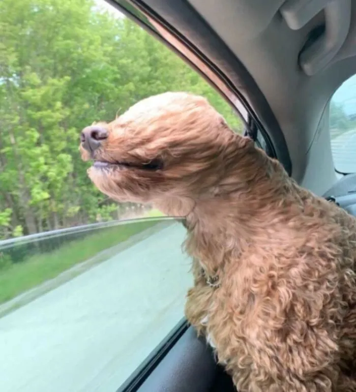 Curly dog making silly face with fur blown back while sticking head out car window on a windy day.