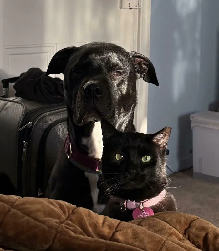 Woke Up To These Two Staring At Me At 7 Am After Getting Home From A Long Weekend Getaway