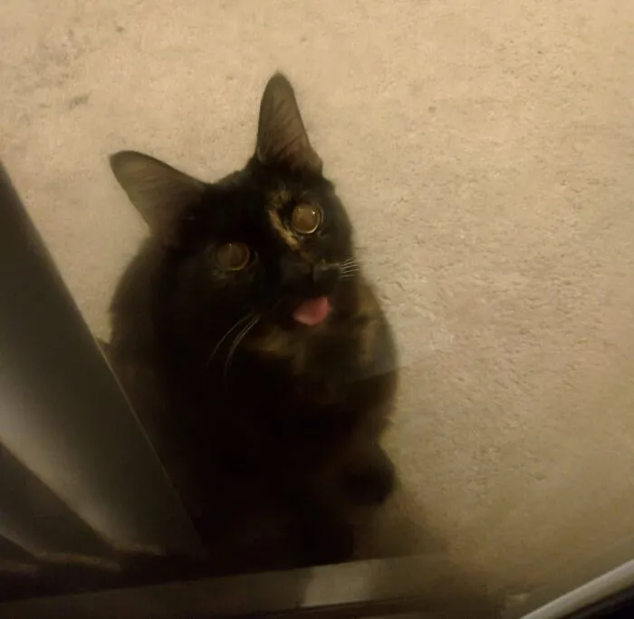Black and brown cat making a silly face with its tongue out, one of the animals making silly faces people rush to photograph.