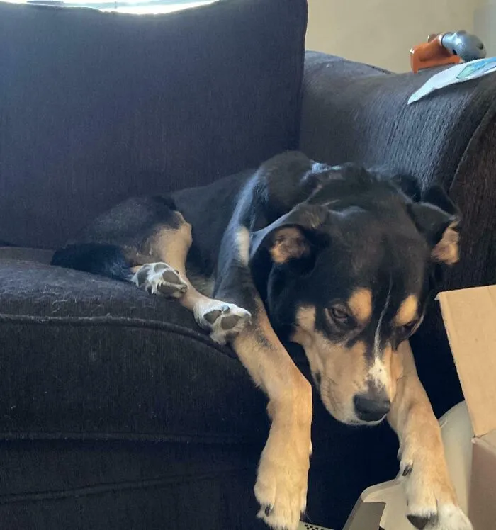 Dog making a silly face while laying on a dark couch, captured in a moment perfect for animal pic lovers.