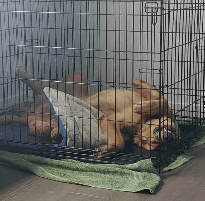 Funny dog making silly face inside a crate, one paw covering its eyes, showcasing animals making silly faces photo moment.