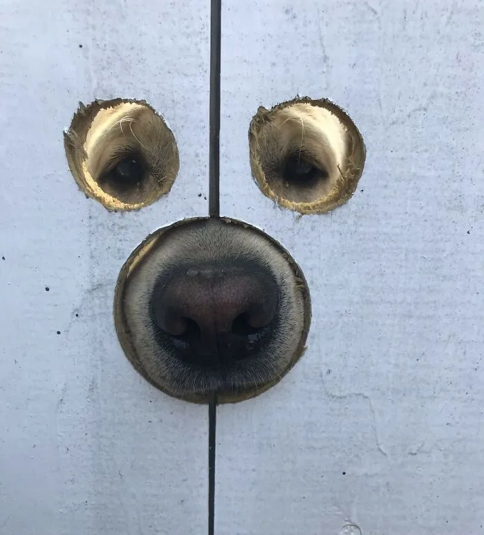 Dog making silly face peeking through holes in a fence, captured in a funny animal photo showing silly faces.