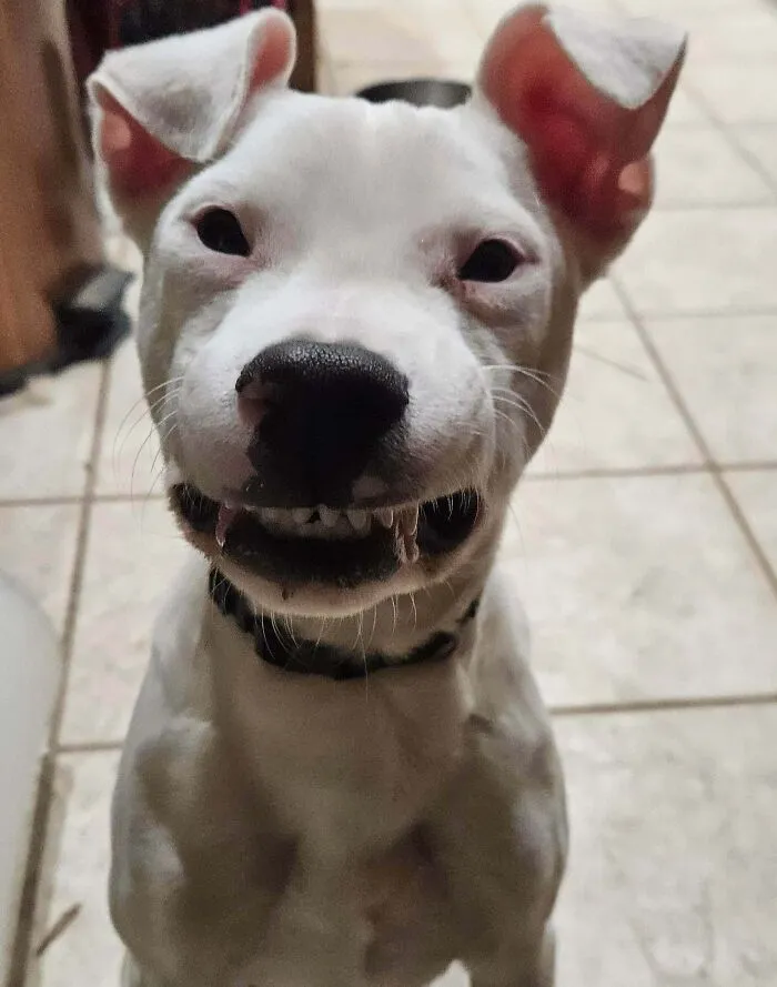 White dog making a silly face with crooked teeth indoors, one ear flopped and a black collar visible on its neck.