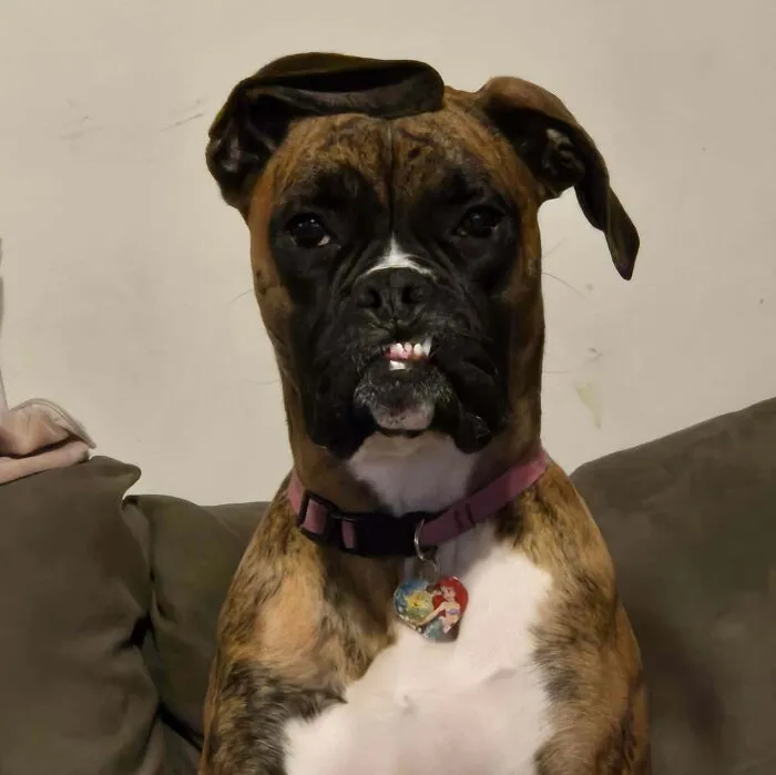 Boxer dog making a silly face while sitting on a couch, one ear flopped over and showing crooked teeth.